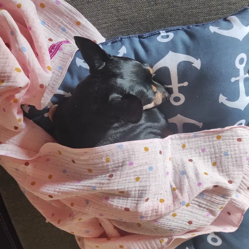 sábanas para perros pequeños