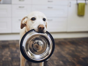 Los mejores comederos automáticos para perros comedero automatico para perros