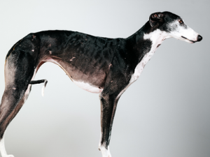mejores camas para galgos