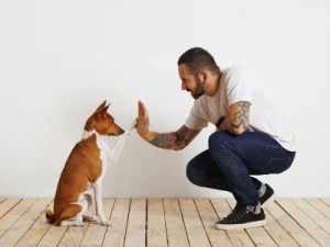 adiestrar-perro-en-casa