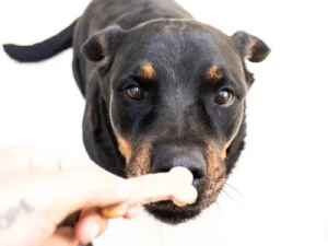 5 razones por las que la pastelería canina casera supera a las golosinas compradas en tiendas snacks saludables para perros