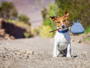 ¿Qué Hacer Cuando Tu Perro se Escapa? perro perdido