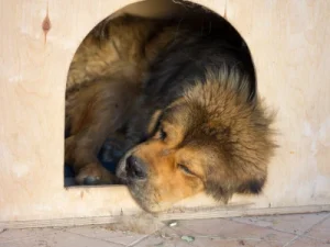 Las mejores casetas para perros grandes: Refugios amplios y cómodos caseta perros grandes