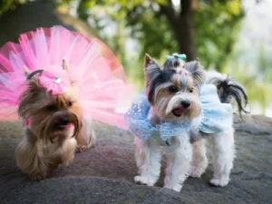 La polémica de vestir a tu perro: ¿Moda o necesidad? es bueno poner ropa a un perro