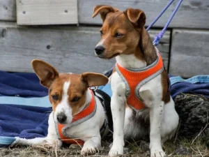 Los mejores arneses para perros medianos: Guía de compra y recomendaciones mejores arneses perro mediano