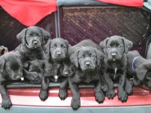 Nombres para perros negros: ideas originales y elegantes para tu compañero nombres-para-perritos-negros