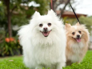 ¿Por qué mi perro tiembla? Descubre las posibles causas por que mi perro tiembla