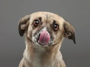 Por qué mi perro me lame tanto: causas y soluciones en casa por que perro lame tanto