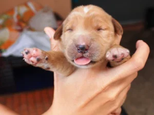 Descubre los Nombres Más Encantadores para Perritas de Todas las Razas nombres perritas