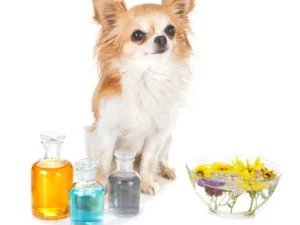 aceites para perros