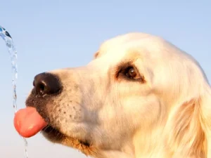 bebedero automatico para perros