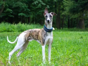 Cómo elegir el mejor collar para galgos: consejos y recomendaciones collar para galgos
