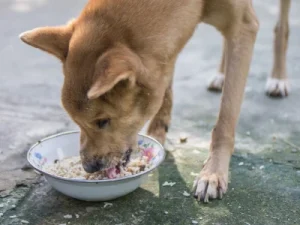 Los mejores comederos para perros grandes comederos para perros grandes
