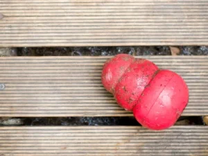 Los mejores juguetes Kong para perros: diversión y estimulación garantizadas juguetes kong para perros