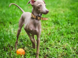 Los mejores juguetes para galgos: diversión y estimulación garantizada juguetes para galgos