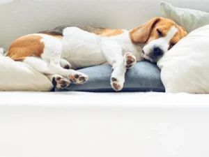 Las 10 mejores camas para perros grandes: comodidad y estilo para tu fiel compañero mejores camas perros grandes