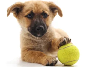 pelotas de tenis para perros