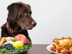 Los mejores piensos vegetarianos para perros: Beneficios para su salud pienso vegetariano para perros