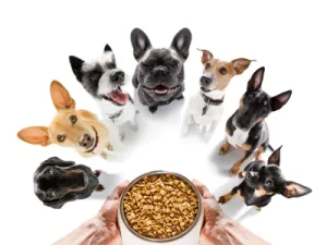 Cómo Elegir el Mejor Pienso para Perros Adultos piensos-para-perros-adultos