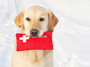 Guía Completa sobre Primeros Auxilios en Perros: Cómo Actuar en Situaciones de Emergencia guia primeros auxilios para perros