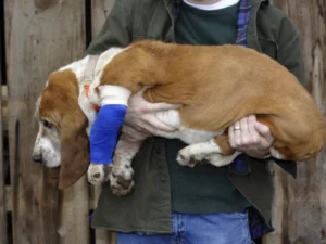 Guía Completa: Cómo Curar Heridas en Perros de Forma Segura y Eficaz curar heridas perro