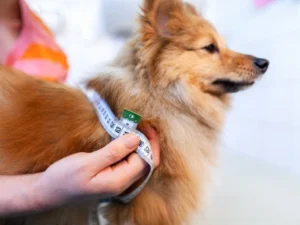Guía para tomar las medidas de tu perro para ropa personalizada tomar medidas perro