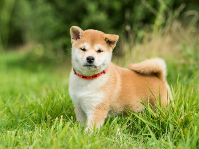 Shiba inu