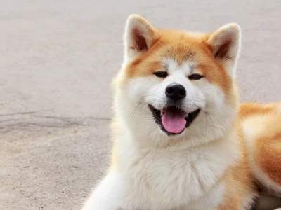 akita inu