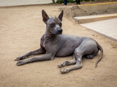 perros sin pelo