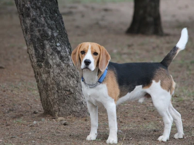 razas de perro mediano