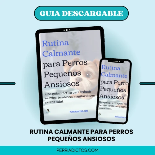 PORTADA RUTINA CALMANTE PERROS PEQ ANSIOSOS